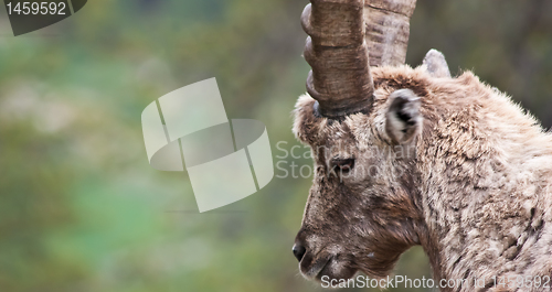 Image of Capra Ibex - Italian Alps