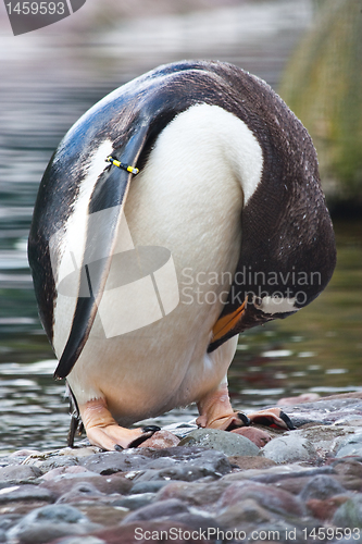 Image of Gentoo Penguin