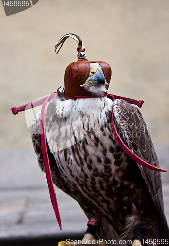 Image of Blinded hawk