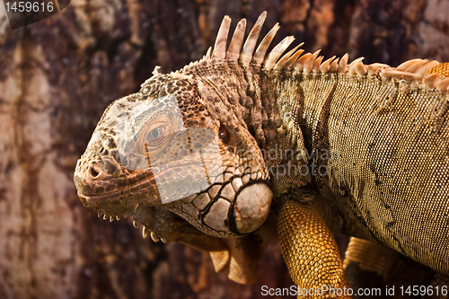 Image of Green Iguana