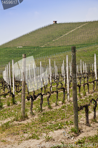 Image of Barbera vineyard - Italy