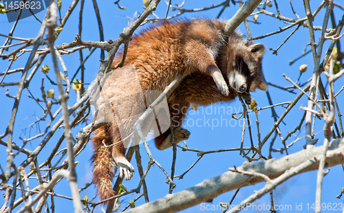 Image of Procyon lotor Linnaeus