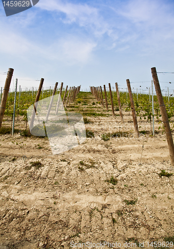 Image of Barbera vineyard - Italy