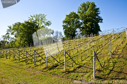 Image of Vineyard irrigation system