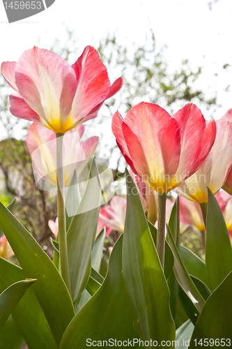 Image of Tulips  