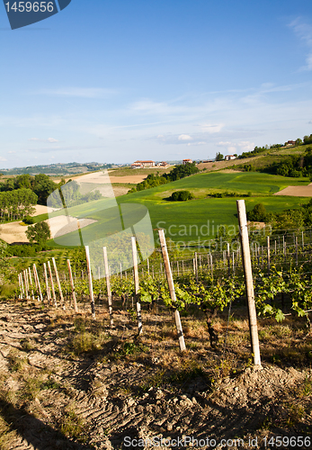 Image of Italian vineyard: Monferrato