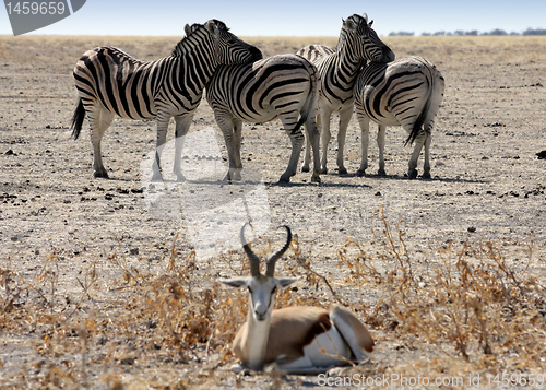 Image of  zebras