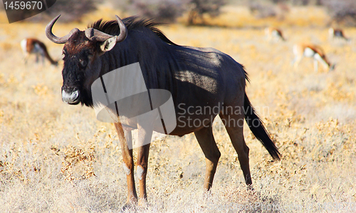 Image of Gnu - frontal view