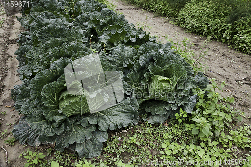 Image of Cabbage