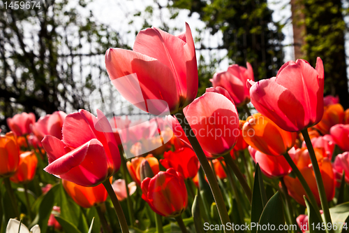 Image of Spring tulips impregnated by the sun