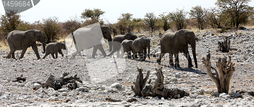 Image of Group of African Elephants