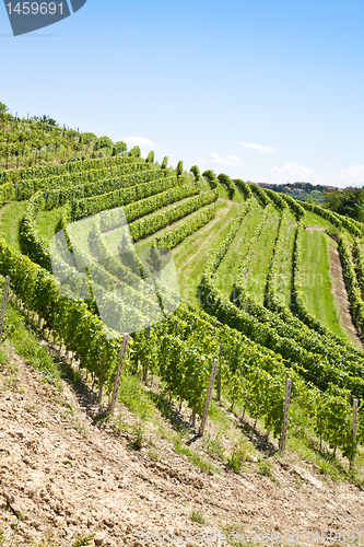 Image of Italy - Piedmont region. Barbera vineyard