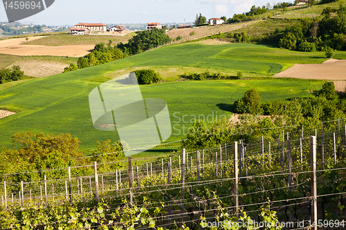 Image of Italian vineyard: Monferrato