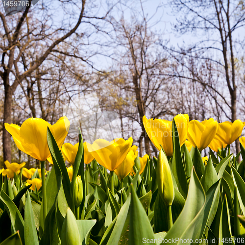 Image of Tulips - Golden varietie