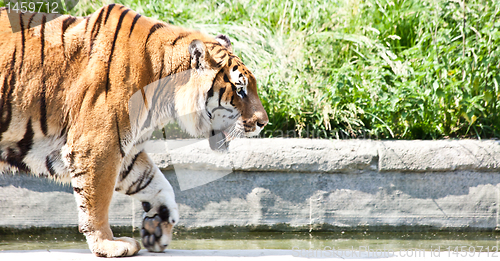 Image of Walking tiger (Panthera Tigris)