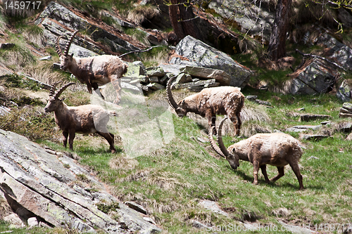 Image of Capra Ibex - Italian Alps