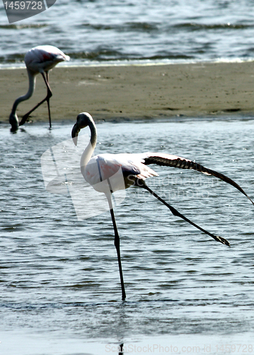 Image of Phoenicopterus roseus