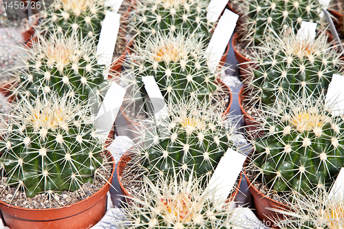 Image of Cactus plant