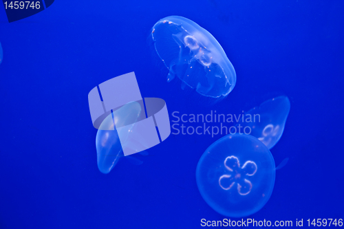 Image of Jellyfish on blue