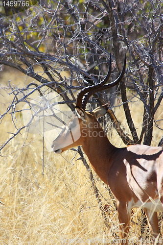 Image of Black Faced Impala - lateral view