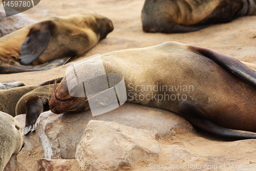 Image of Brown Fur Seal (Arctocephalus pusillus)
