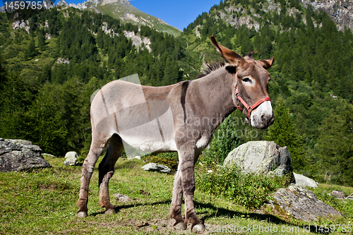 Image of Donkey on Italian Alps