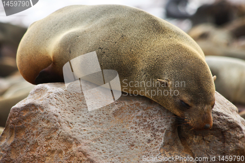 Image of Brown Fur Seal (Arctocephalus pusillus)
