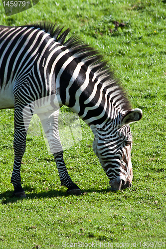 Image of Eating zebra