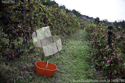 Image of Viticulture