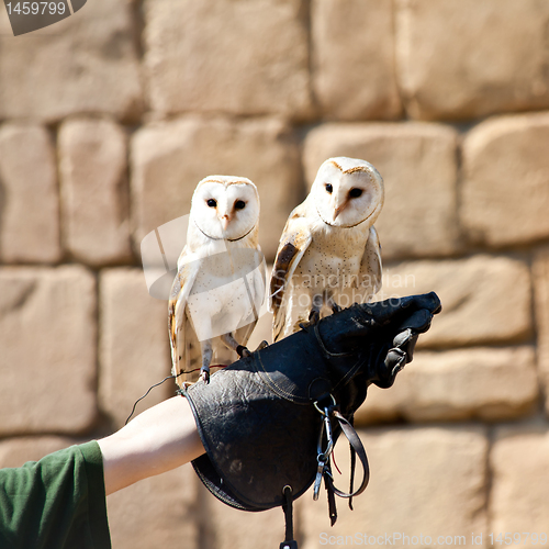 Image of Barn Owl (Tyto Alba)