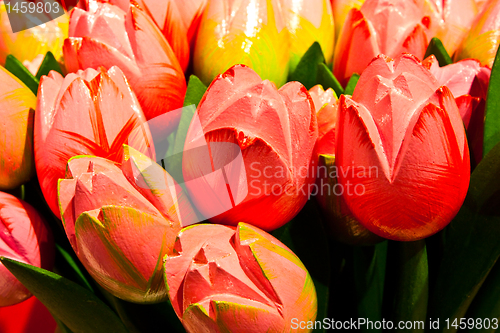 Image of Tulips made of wood