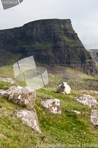 Image of Sheep in Scotland