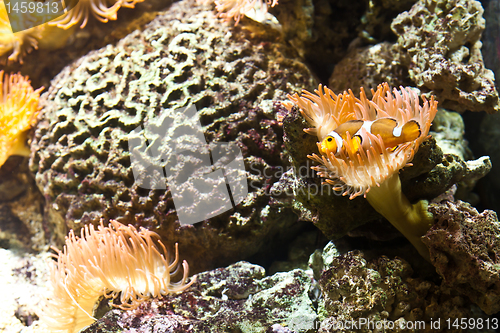 Image of Coral Reef