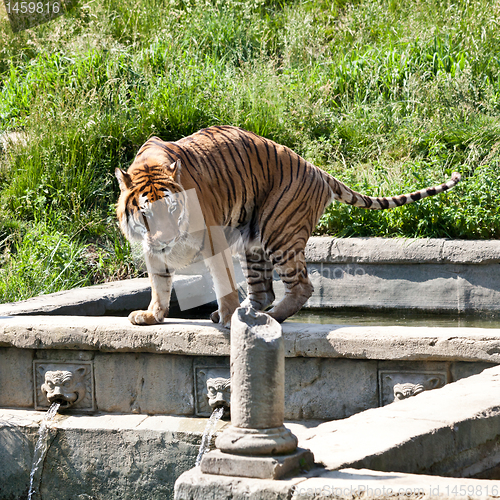 Image of Walking tiger (Panthera Tigris)