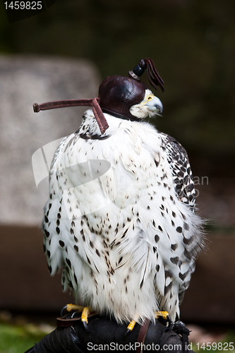 Image of Gyr Falcon