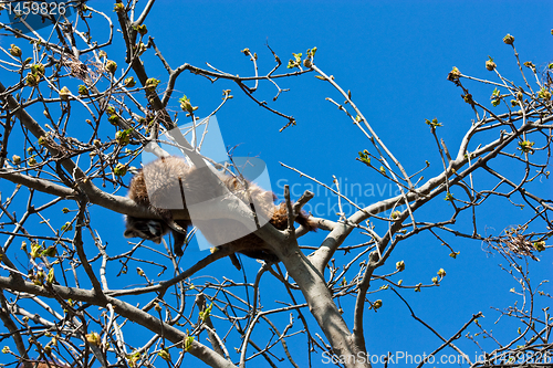 Image of Procyon lotor Linnaeus