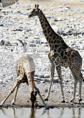 Image of giraffe