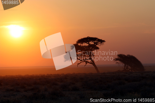 Image of  africa