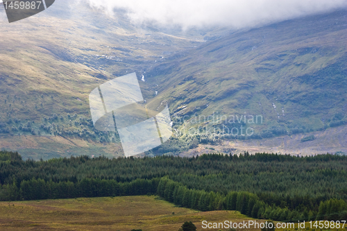 Image of Scottisch forest