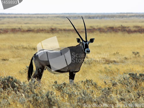 Image of Oryx - frontal view