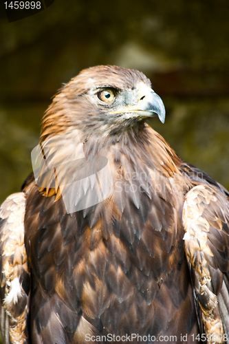 Image of Golden Eagle