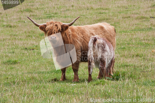 Image of Calf with mother