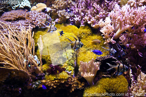 Image of Coral Reef