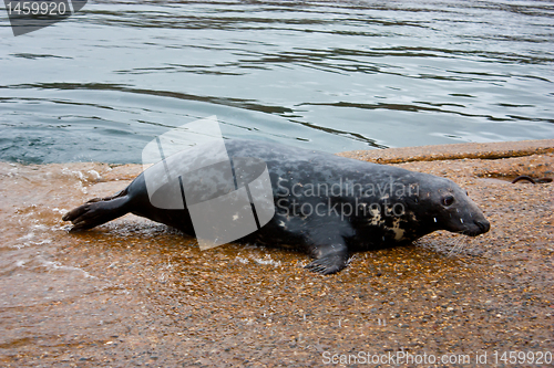 Image of Grey seal