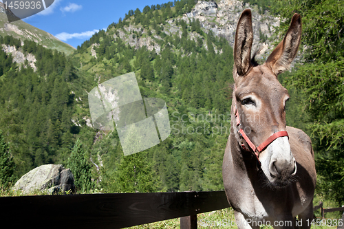 Image of Donkey close up