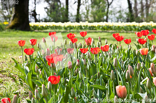 Image of Spring tulips impregnated by the sun