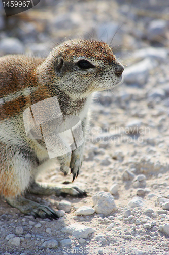 Image of Cape Ground Squirrel (Xerus inauris)