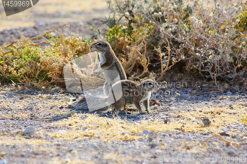 Image of Cape Ground Squirrel (Xerus inauris)