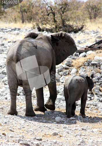 Image of Group of African Elephants