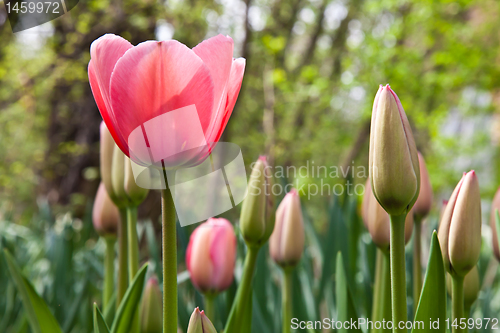 Image of Spring tulips impregnated by the sun